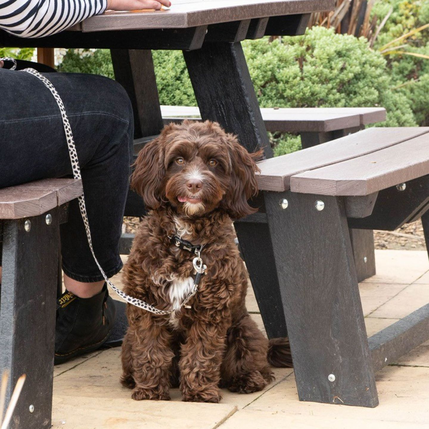 Your local dog friendly pub in Ogmore by Sea
